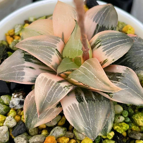 Haworthia Frozen Mirror Variegated