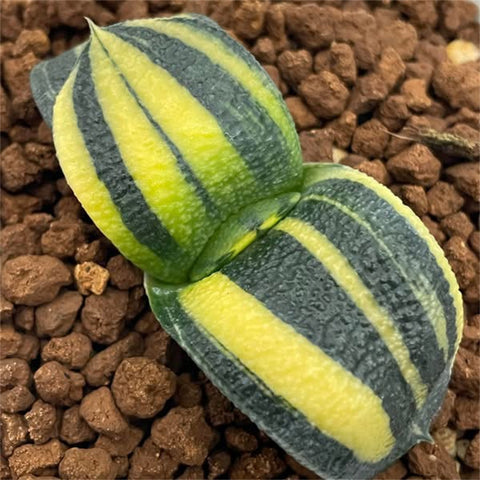 Gasteria Variegated