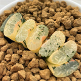 Haworthia Truncata Genbu Variegated