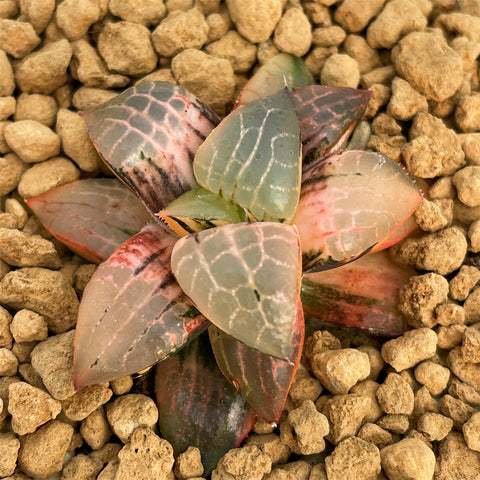 Haworthia Glass Comptoniana Variegated