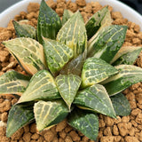 Haworthia Golden Queen Variegated