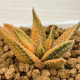 Haworthia Hard Leaf GOLDEN EAGLE Reverse Variegated