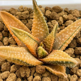 Haworthia Hard Leaf GOLDEN EAGLE Reverse Variegated
