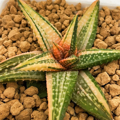 Haworthia Hard Leaf 'Golden Eagle' Variegated