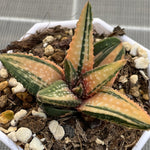 Haworthia Hard Leaf Golden Eagle Variegated