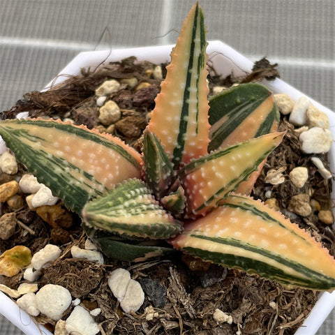 Haworthia Hard Leaf Golden Eagle Variegated