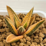Haworthia Hard Leaf GOLDEN EAGLE Reverse Variegated