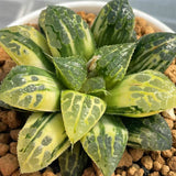 Haworthia Golden Queen Variegated