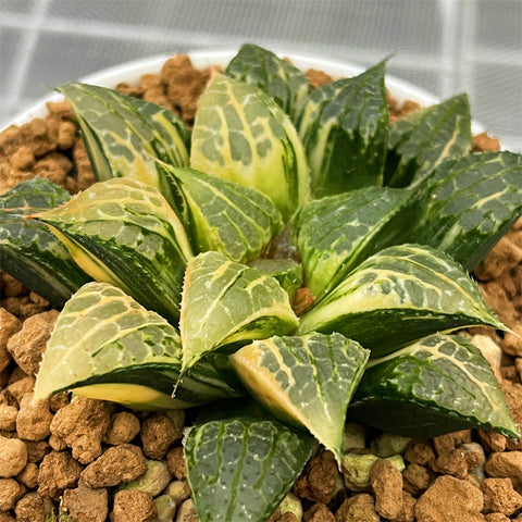 Haworthia Golden Queen Variegated