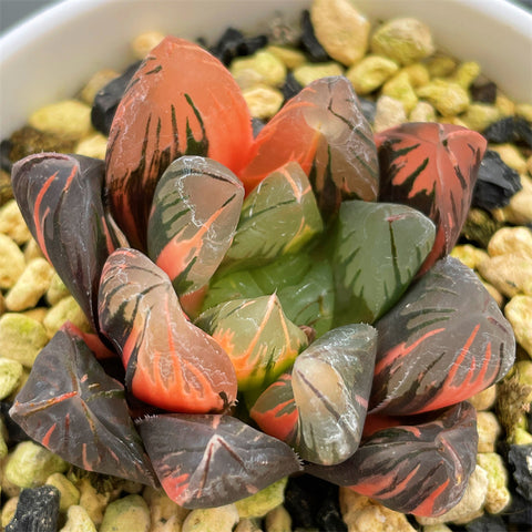 Haworthia Obtusa Black Grape Variegated
