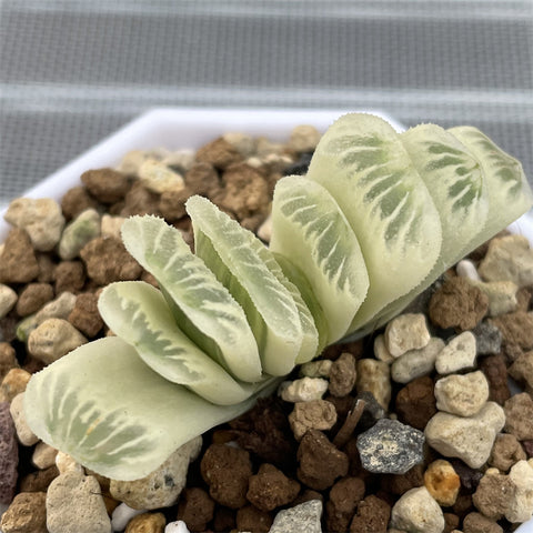 Haworthia Truncata Green Lime Reverse Variegated