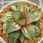 Haworthia Greenland Chapter'z XII Variegated