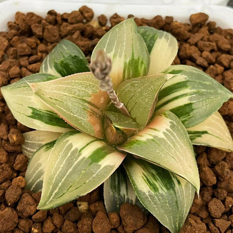 Haworthia Greenland Chapter'z XII Variegated