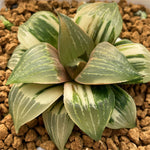 Haworthia Greenland Chapter'z XII Variegated