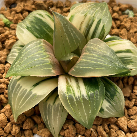 Haworthia Greenland Chapter'z XII Variegated