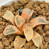 Haworthia Groenwardii Reverse Variegated