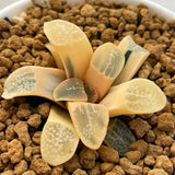 Haworthia Groenwardii Reverse Variegated