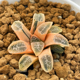 Haworthia Groenwardii Reverse Variegated