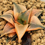 Haworthia Badia Hakuhou Variegated