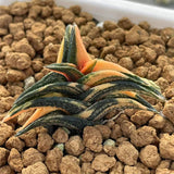Haworthia HHard Leaf 'NIGRA HYBRID' Variegated