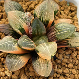 Haworthia Mangekyo Variegated