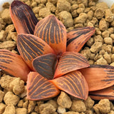 Haworthia 'NIGHT FOREST' Reverse Variegated