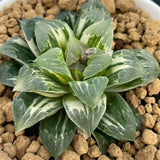 Haworthia Shiba Toshi Variegated