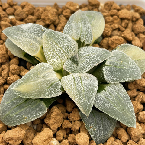 Haworthia Pygmaea Hakugin Testudou Variegated