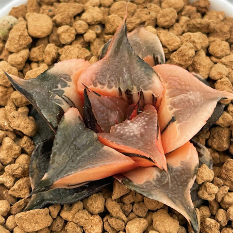 Haworthia Badia Hakuhou Variegated