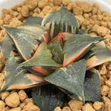 Haworthia Badia Hakuhou Variegated