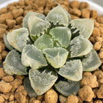 Haworthia Hakuteijo Mutant