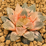 Haworthia Hakuteijo Variegated
