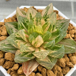 Haworthia Hanabi Variegated