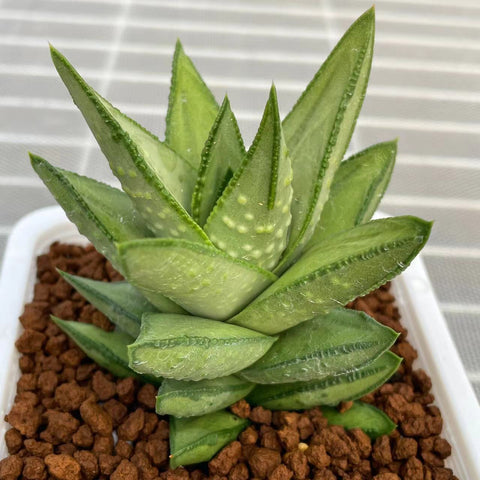 Hard Leaf 'Atroloba Gintsuno'