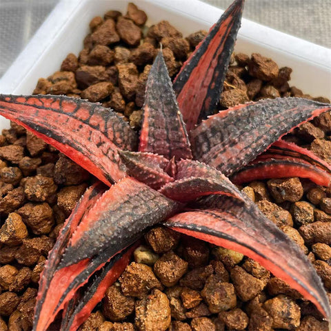 Haworthia Hard Leaf Dragon King Variegated – ChinaHaworthia