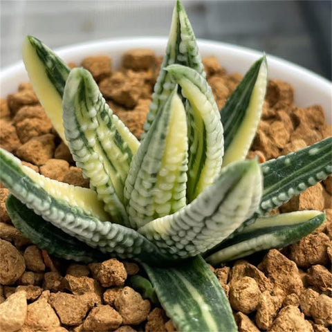 Haworthia Hard Leaf Emperor Variegated