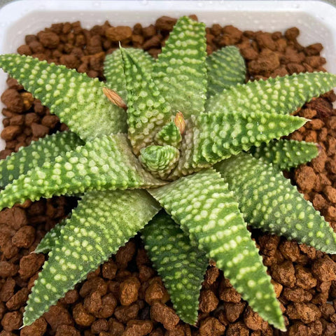 Haworthia Hard Leaf Hybrid Plant from Seeds