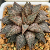 Haworthia Hard Leaf Hybrid Seeds Planted