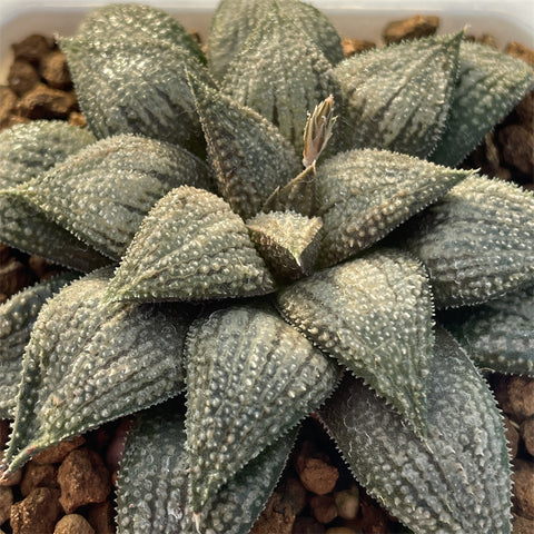Haworthia Hard Leaf Koelmaniorum Hybrid plant from seeds