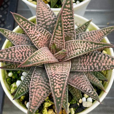 Haworthia Hard Leaf Hybrid Mother Plant