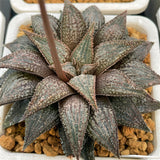 Haworthia Hard Leaf Hybrid Seeds Planted