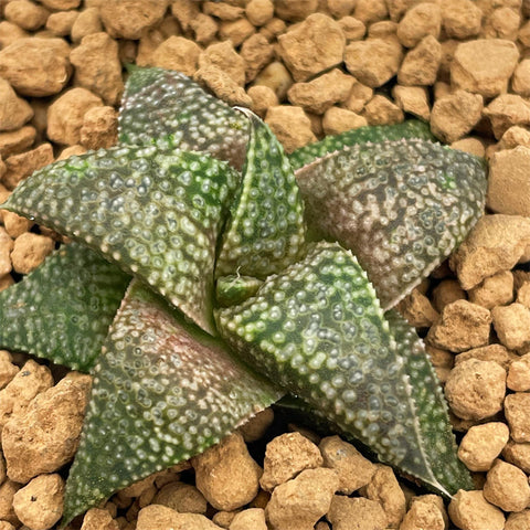 Haworthia Hard Leaf Hybrid Koelmaniorum X Picta