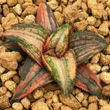 Haworthia Hard Leaf 'Kintaikyo' Variegated