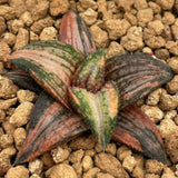Haworthia Hard Leaf 'Kintaikyo' Variegated
