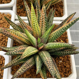 Haworthia Hard Leaf Koelmaniorum Hybrid Variegated