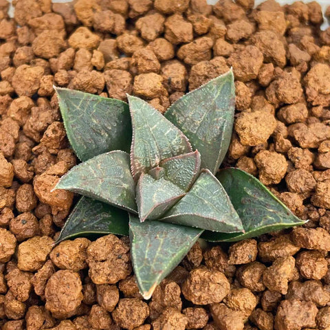 Haworthia Hard Leaf Hybrid Plant from Seeds