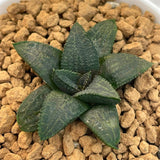 Haworthia Hard Leaf Short Leaf Koelmaniorum