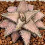 Haworthia Hard Leaf Gintaikyo Silver Tarantula