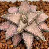 Haworthia Hard Leaf Gintaikyo Silver Tarantula