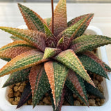 Haworthia Hard Leaf Snowy Winter Variegated